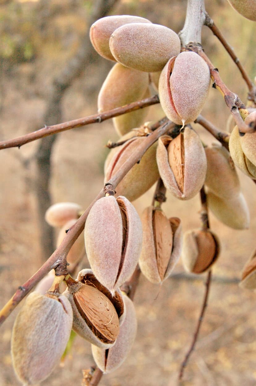 Pistachios