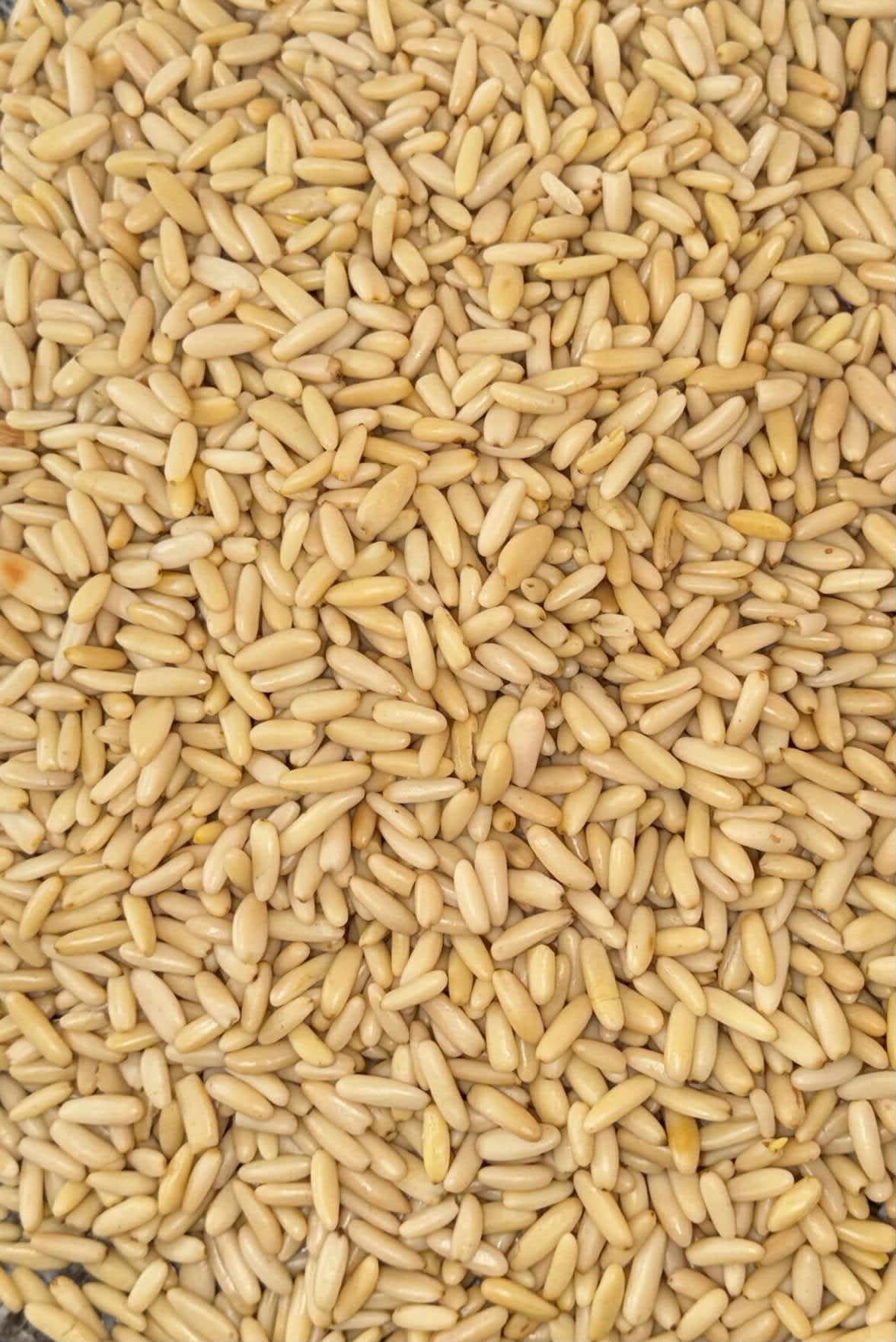 Pine Nuts